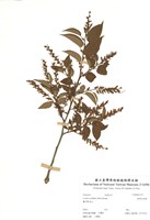 藏品(臺灣白珠樹)的圖片